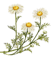 Camomile icon